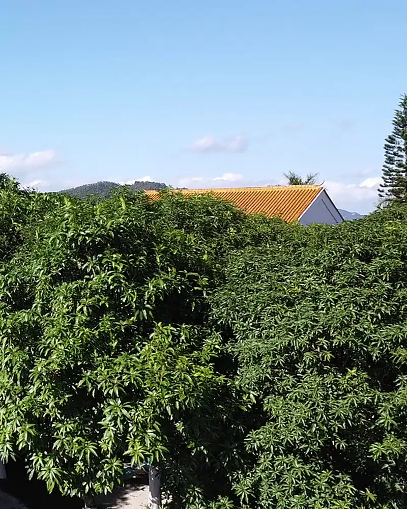 Tree belt isolating the aloe farm area, with hills and blue sky in the background