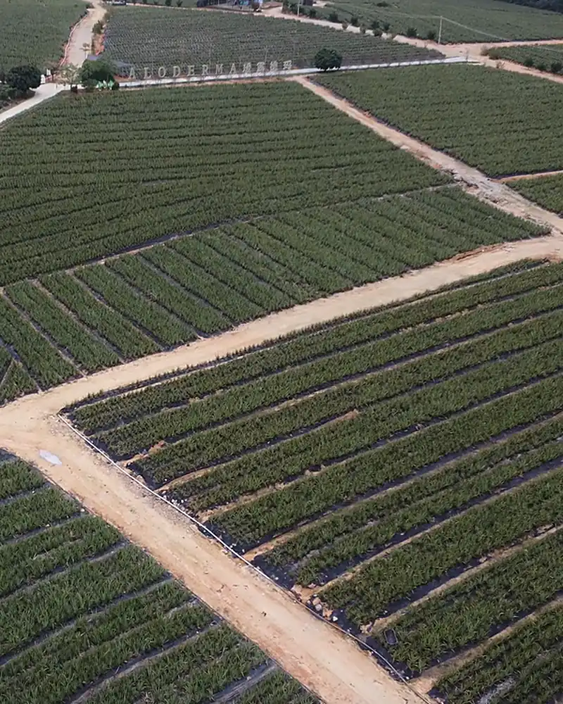 Aerial view of the aloe rows on the brand's own farm, with the ALODERMA sign in the hedge