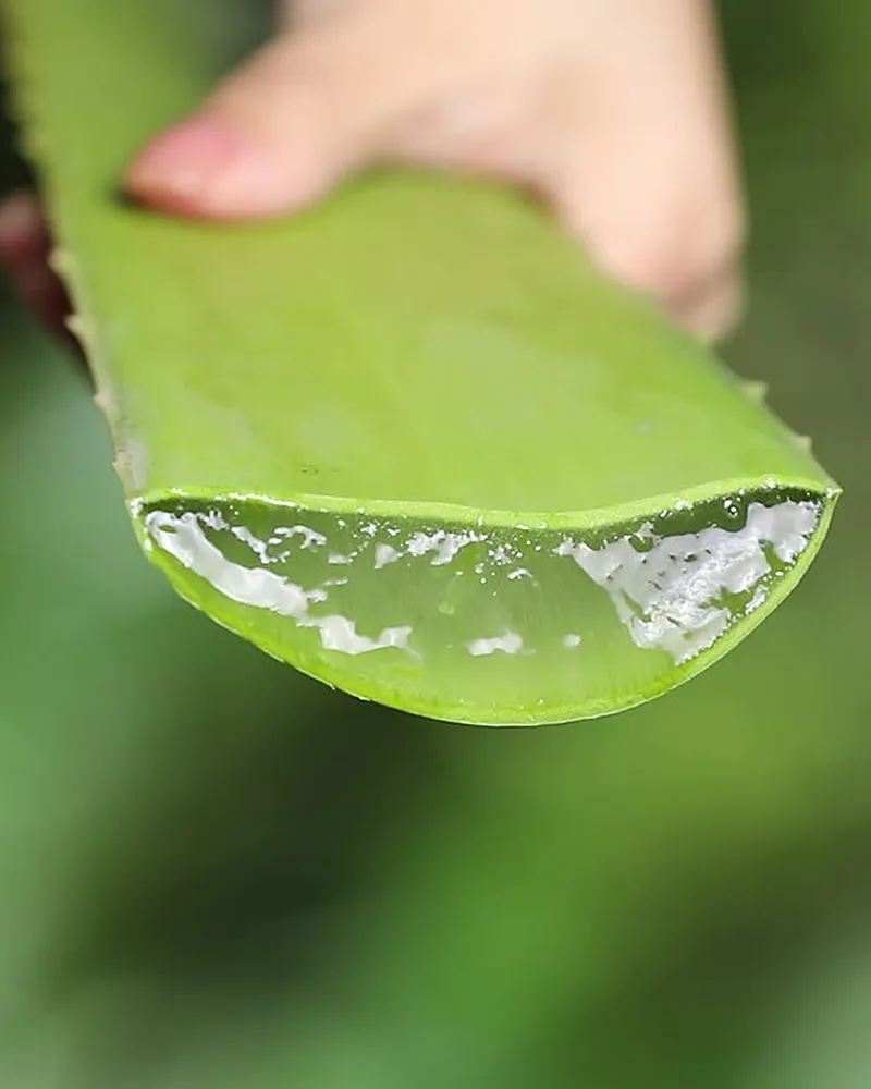 Hand holding a freshly cut aloe leaf, with the gel showing at the cut